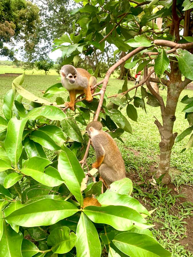 2-Day All Inclusive Guided Jungle Tour from Iquitos - From Iquitos streets to the Nanay River