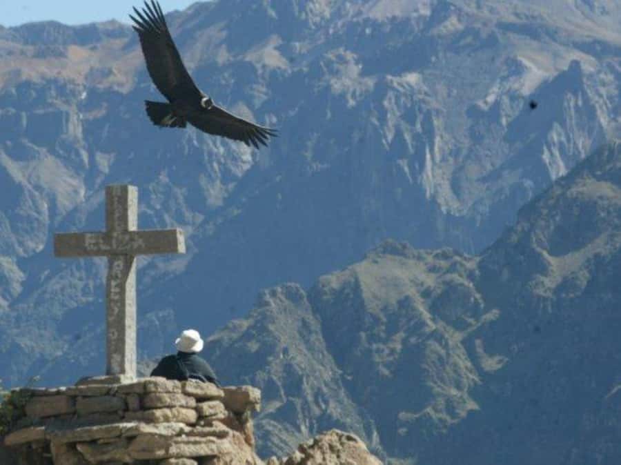 2-Day Colca Canyon Tour to Puno with accommodation - Pampa Cañahuas and the reserve wildlife