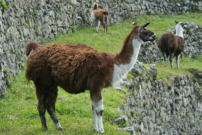 2 Day - Short Inca Trail to Machu Picchu - Group Service - Day 2: the 5:30 a.m. bus to Machu Picchu