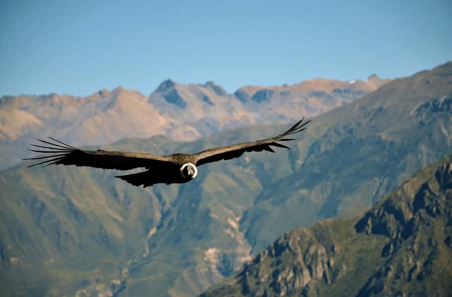 2-Day Tour Colca Canyon in Arequipa with end in Puno - Alpacas at Toccra and the 4,800-meter viewpoint