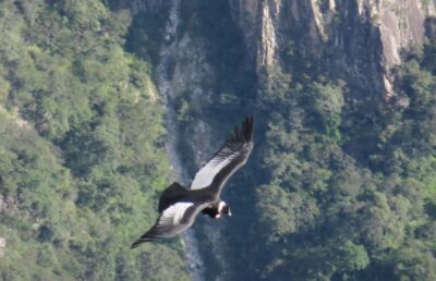 2-Day Tour Colca Canyon in Arequipa with end in Puno