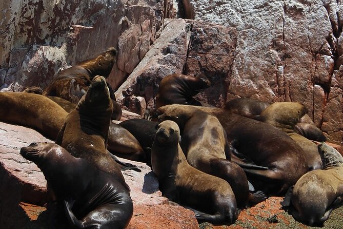2-Hour Tour to the Ballestas Islands from Puerto San Martín - What the $49 price really buys you