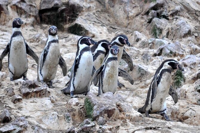 2-Hour Tour to the Ballestas Islands from Puerto San Martín - Weather, comfort, and what to bring