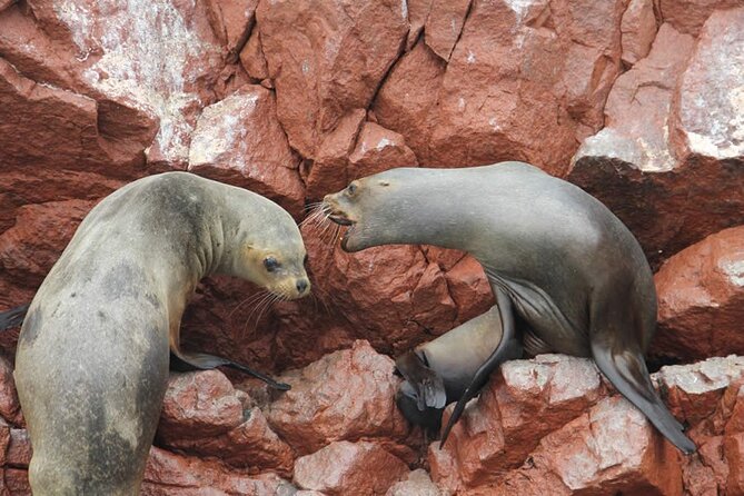 2-Hour Tour to the Ballestas Islands from Puerto San Martín - Around the Ballestas Islands with sea lions and seabirds