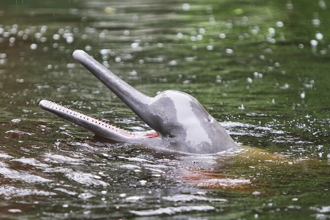 3-Day All Inclusive Guided Jungle Tour from Iquitos at Maniti Eco-Lodge - What the lodge provides for $459