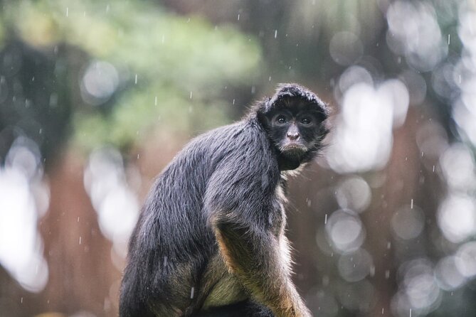3-Day All Inclusive Guided Jungle Tour from Iquitos at Maniti Eco-Lodge - Monkey Island and the first afternoon at camp