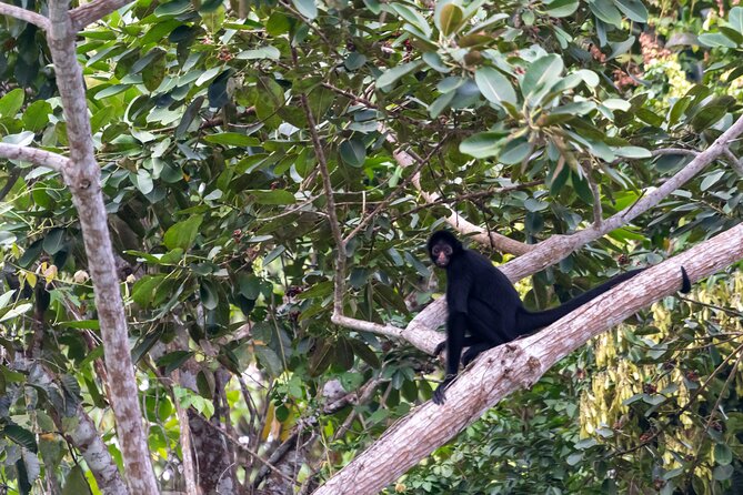 3-Day Eco-Sustainable Private Tour Manu National Park - The night walk is worth protecting