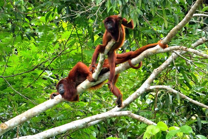 3-Day Eco-Sustainable Private Tour Manu National Park - The parrot clay lick on the final morning