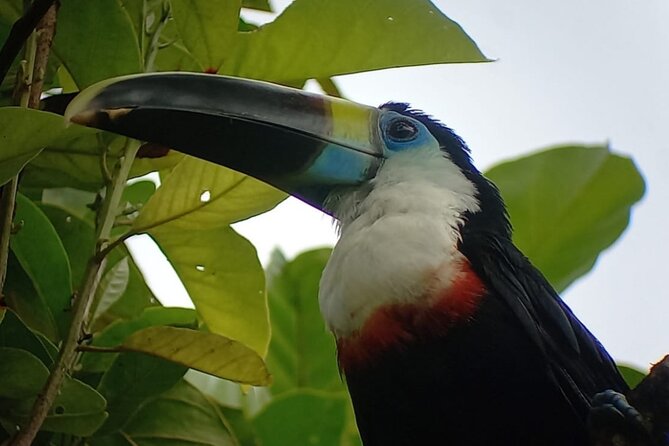 3-Day Eco-Sustainable Private Tour Manu National Park - Machuwasi Lagoon by wooden raft