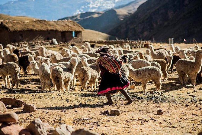 4-Day Lares Trek to Machu Picchu - Day 2: The high pass, Yanacocha, and Cuncani