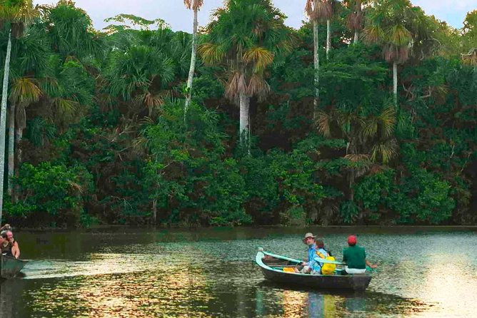 4 Day Tambopata Amazon Wildlife & Canopy Experience - Day one: old trees, forest trails, and red eyes after dark