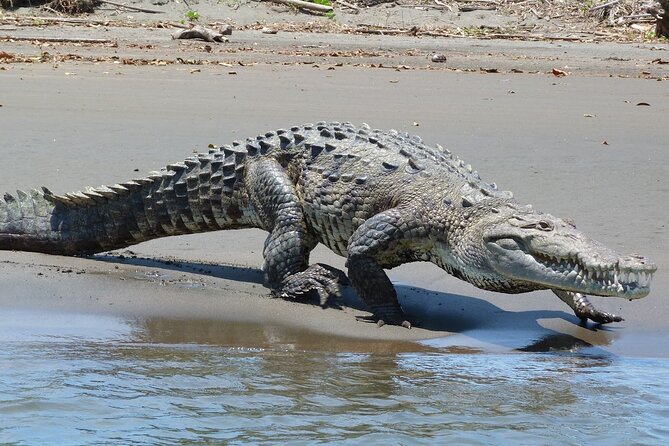 4 Day Tambopata Jungle Tour with Local Guide - Guides can make or break the outing