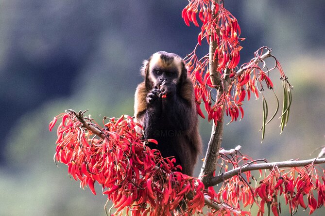 4 Day Tour to the Manu National Park - Key points to know before booking
