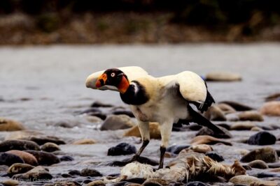 4 Day Tour to the Manu National Park