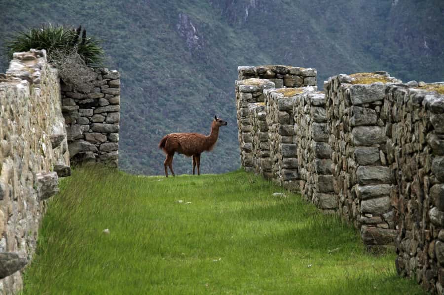 5-Day Classic Salkantay Trek to Machu Picchu return by Train - From Cusco to Soraypampa and Humantay Lagoon