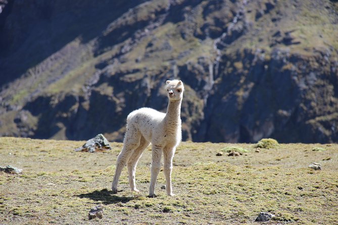 5 Day - Salkantay trek to Machu Picchu - Group Service - Day 4: Llactapata and the first view of Machu Picchu