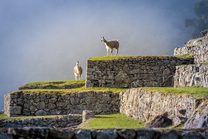5 Day - Tour to Machu Picchu Traditional - Group service - Day 4: Sunrise at Machu Picchu and the return to Cusco