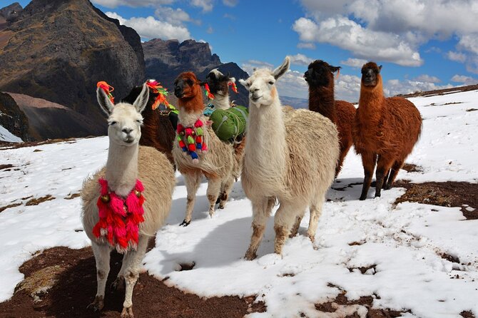 6-Day Tour of Cusco Magico-Machu Picchu-Rainbow Mountain - Day 5: Rainbow Mountain at 5,080 meters