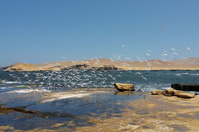 7-Hours Tour in Paracas National Reserve with Pickup - Who will like this Paracas day trip