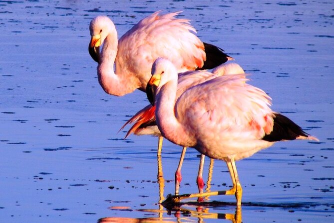 8-Hours Tour in Arequipa Laguna de Salinas with Pick-up - Stop 2: wildlife in Salinas y Aguada Blanca