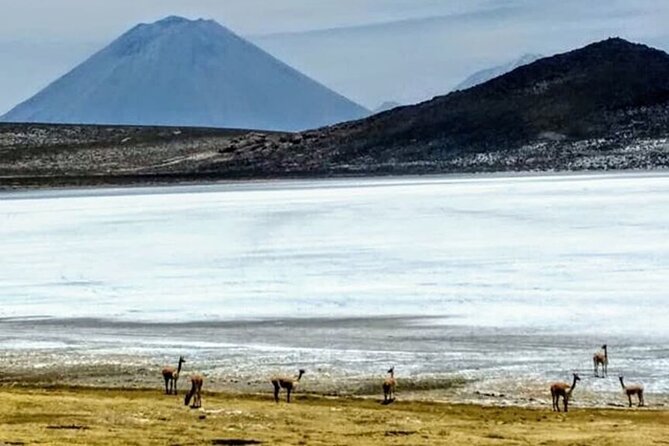 8-Hours Tour in Arequipa Laguna de Salinas with Pick-up - Stop 3: Laguna de Salinas and the mirror effect