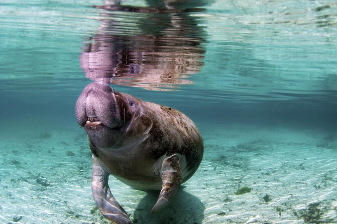 Amazon Rescue Center - Manatees Conservation Center Admission Ticket - Key points before you book