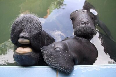 Amazon Rescue Center – Manatees Conservation Center Admission Ticket