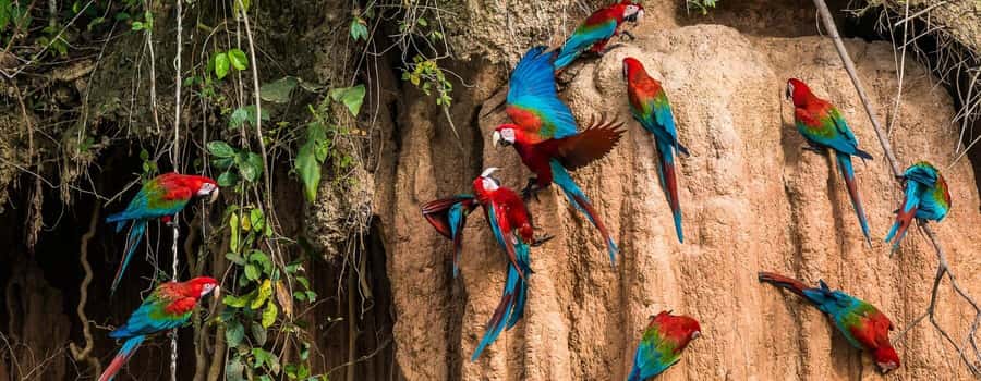 Amazonas Manu Cultural Zone 4 Days / 3 Nights - Key points to know before you book