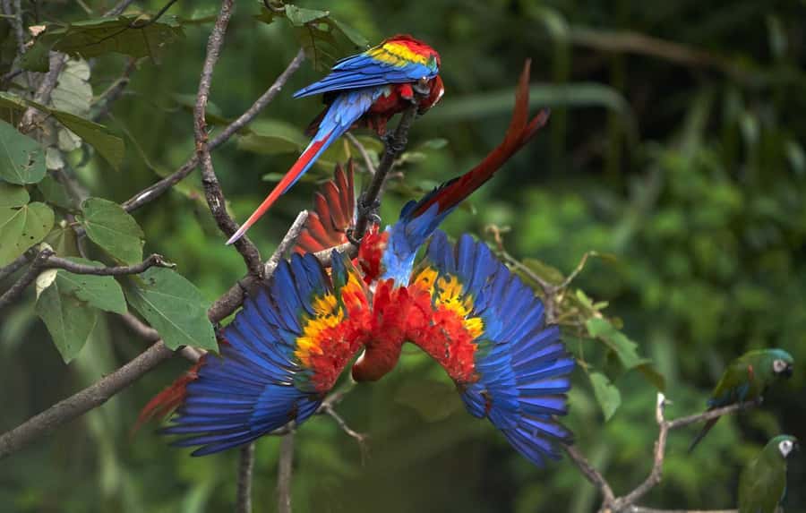 Amazonas Manu Cultural Zone 4 Days / 3 Nights - Day 2: Atalaya, river time, and Machuhuasi Lagoon