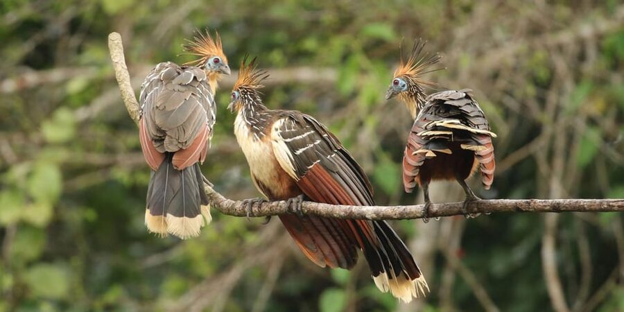 Amazonas Manu Cultural Zone 4 Days / 3 Nights - Comfort, group size, and the pace of the trip