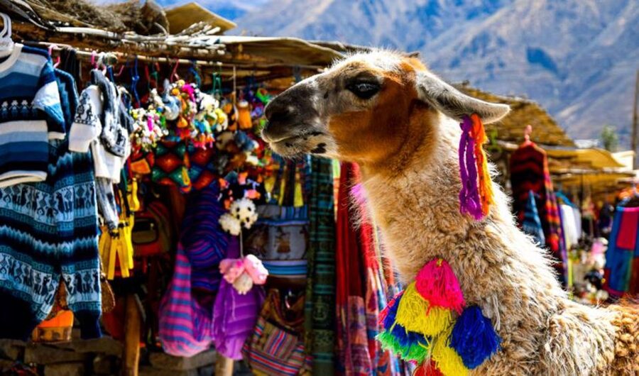 Andes: Colca Canyon Day-Trip - Toqrapampa and Pampa Cañahuas wildlife