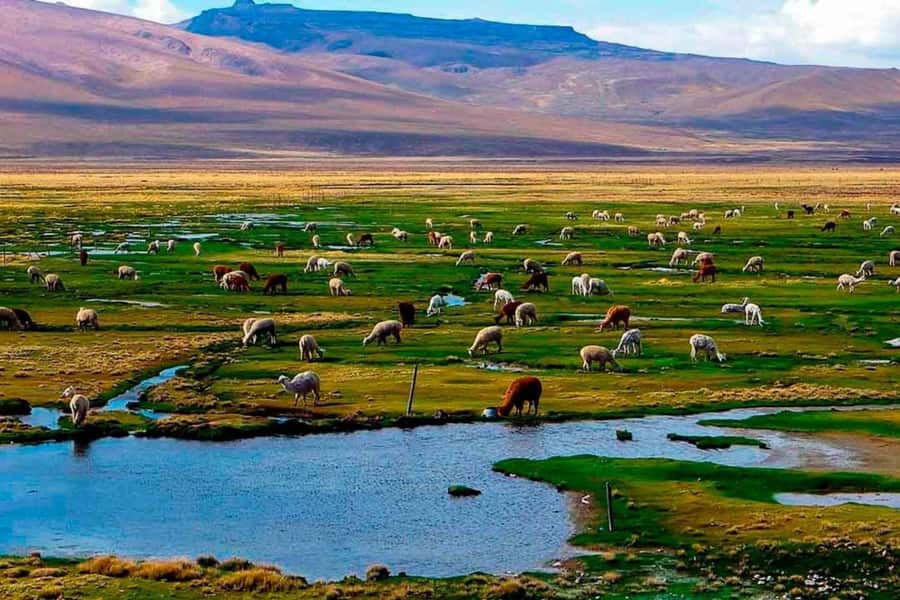 Arequipa: 1-Day Colca Canyon + Thermal Baths Tour - Chivay gives the morning a useful pause