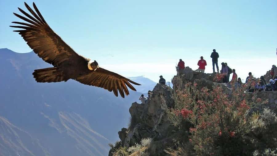 Arequipa: 2-Day Colca Canyon Classic Tour return to Arequipa - Arriving in Chivay and choosing your overnight base