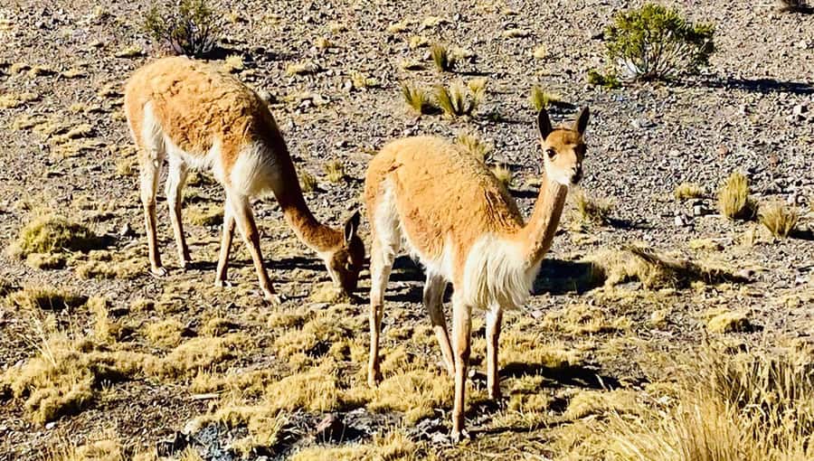 Arequipa: Catarata de Pillones and Bosque de Piedras Tour - The 6:00 AM start and the ride into the highlands