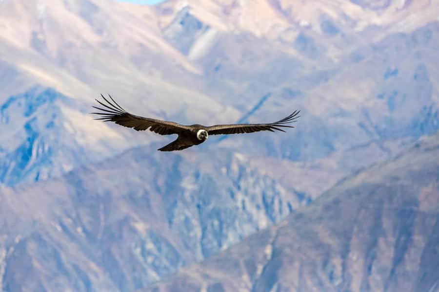 Arequipa : Colca Canyon 2-Day Adventure - Who should book this Colca Canyon trip