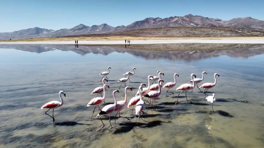 Arequipa: Full-Day Tour to Salinas Salt Lake - Wildlife in the Salinas and Aguada Blanca reserve