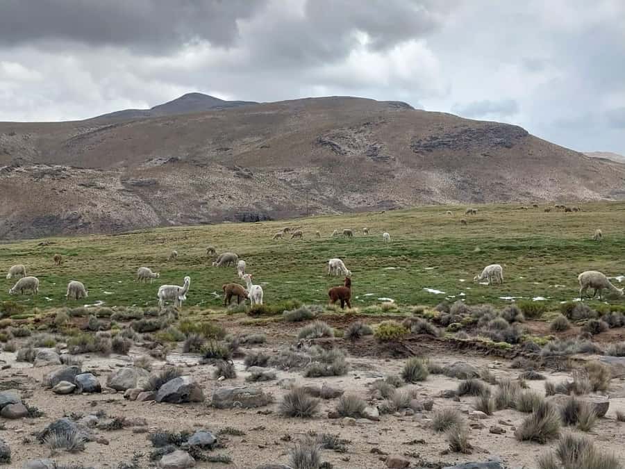 Arequipa: Full-Day Tour to Salinas Salt Lake - Lunch in Chiguata and the return to Arequipa