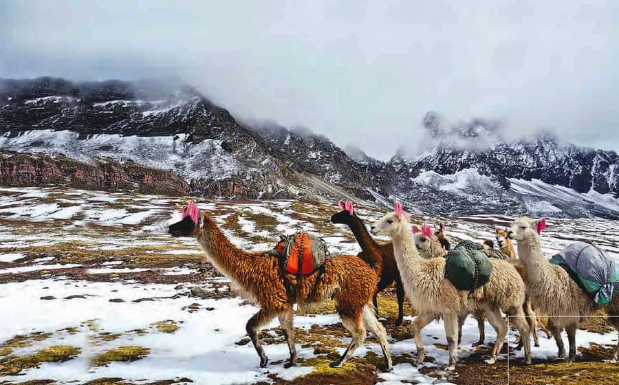 Arrive before the crowd to the Mountain in private service - Should you book it?