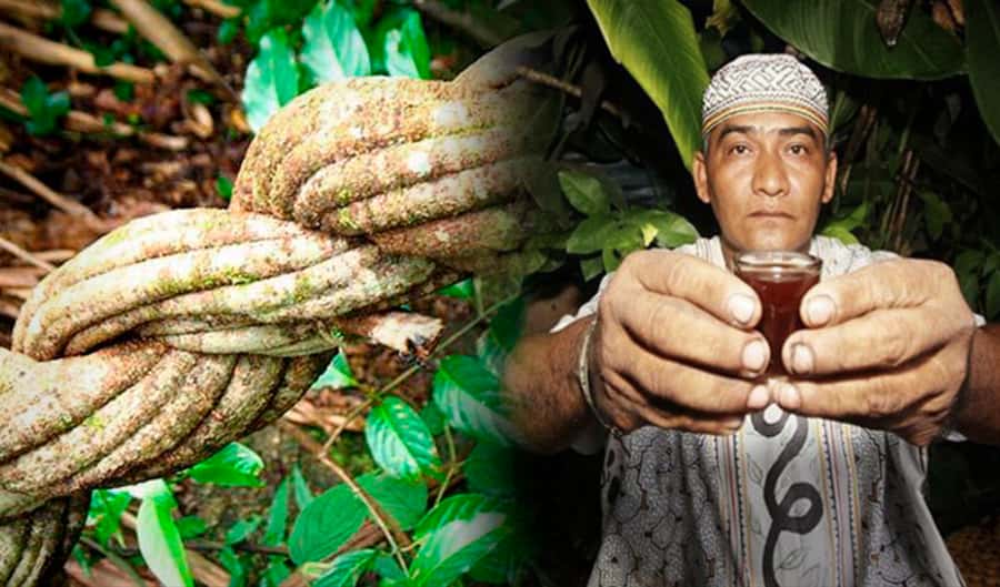 Ayahuasca Ceremony 1 Day in Cusco - What the Wachuma Effects May Feel Like