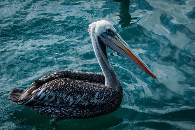 Ballestas island & Paracas reserve from PISCO CRUISESHIP TERMINAL - Cruise Timing and What to Pack
