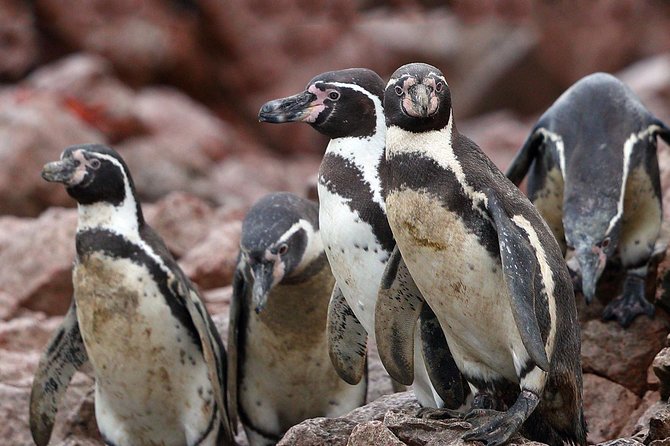 Ballestas island & Paracas reserve from PISCO CRUISESHIP TERMINAL - Should You Book This Paracas Shore Excursion?