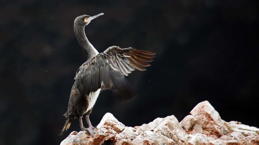 Ballestas Islands and Huacachina Oasis Half-Day Tour - Key points to know before booking