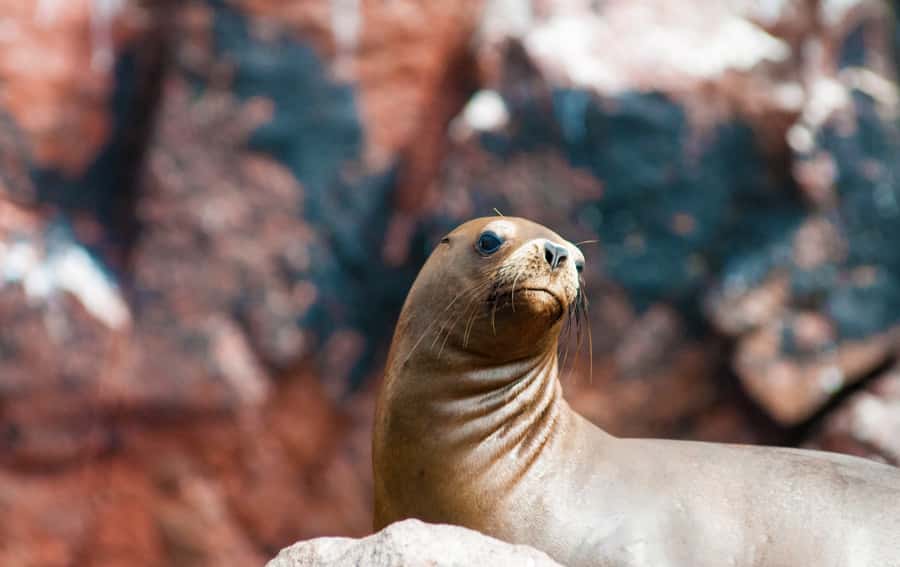 Ballestas Islands and Huacachina Oasis Half-Day Tour - Who should choose this outing?