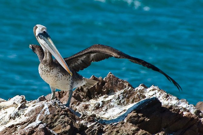 Ballestas Islands Group Tour from Paracas - A short run to the Ballestas Islands
