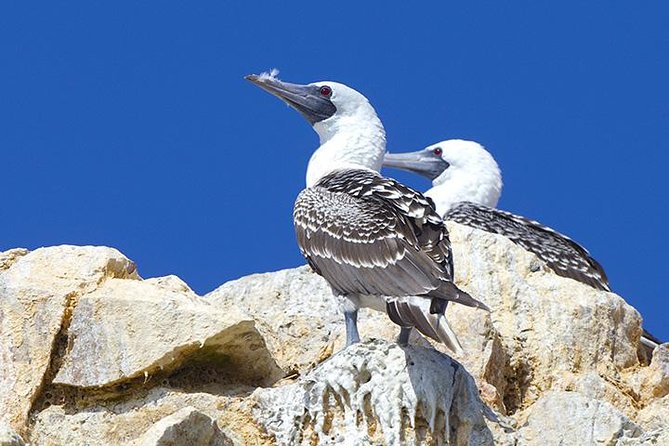 Ballestas Islands Group Tour from Paracas - Sea lions, penguins, and a serious amount of bird life