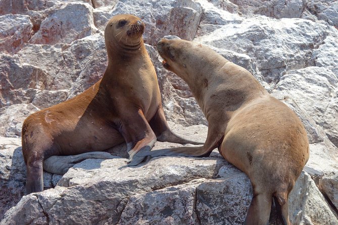 Ballestas Islands Group Tour from Paracas - The handoff at the marina