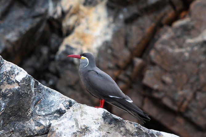 Ballestas Islands Group Tour from Paracas - The real cost: $15 plus S/16