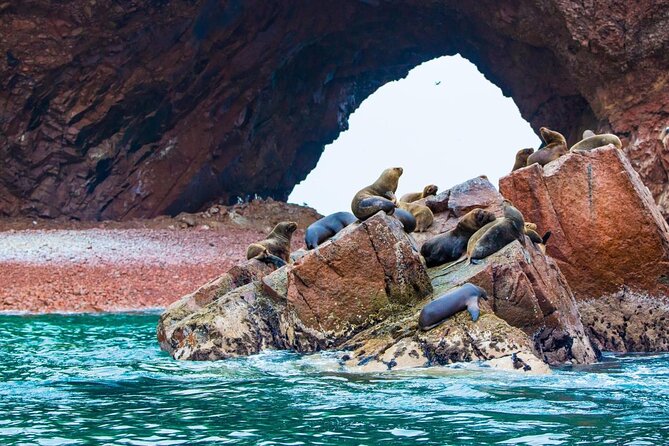 Ballestas Islands & National Reserve of Paracas from Ica - Two Paracas highlights for one $39 fare