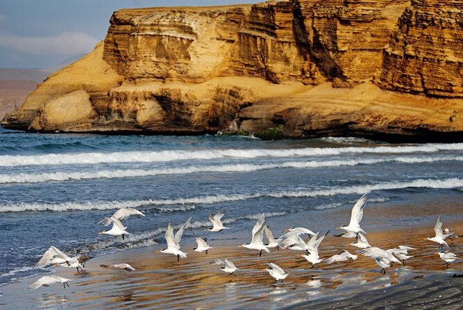 Ballestas Islands & National Reserve of Paracas from Ica - What the $39 price really covers