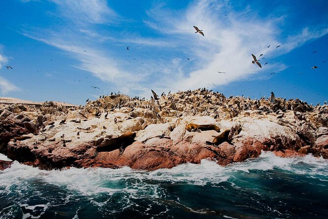 Ballestas Islands & National Reserve of Paracas from Ica - Timing, communication, and the return to Ica